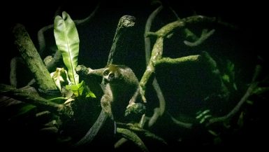 Night Safari